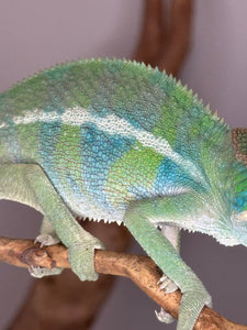 AMBILOBE Panther Chameleon: (E7)