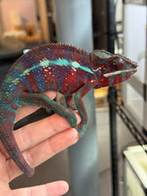 Load image into Gallery viewer, AMBANJA Panther Chameleon: (E23)
