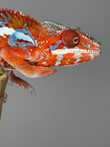 AMILOBE Panther Chameleon: (E34)