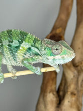 Load image into Gallery viewer, Ambilobe Male Panther Chameleon: Flash x Opal (E21)
