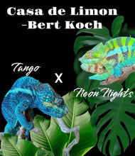 Load image into Gallery viewer, AMBANJA FEMALE Panther Chameleon: Neon Nights x Tango (S19)

