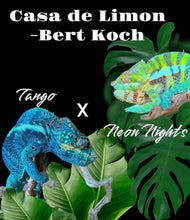 Load image into Gallery viewer, AMBANJA FEMALE Panther Chameleon: Neon Nights x Tango (S18)
