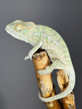 Load image into Gallery viewer, AMBANJA FEMALE Panther Chameleon: Neon Nights x Tango (S18)
