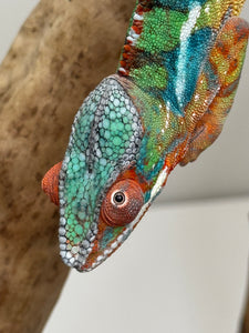 AMBILOBE Panther Chameleon: (J4)