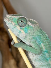 Load image into Gallery viewer, AMBILOBE Male Panther Chameleon: (E24)
