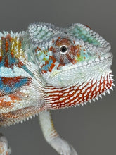 Load image into Gallery viewer, AMBILOBE Panther Chameleon: (J3)
