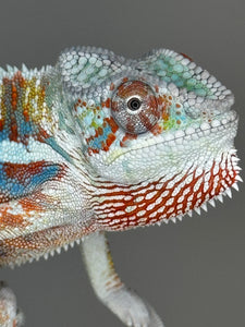 AMBILOBE Panther Chameleon: (J3)