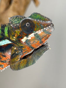 AMILOBE Panther Chameleon: (E16)