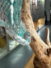 Load image into Gallery viewer, AMBILOBE Panther Chameleon: Frank x Sandy (E10)
