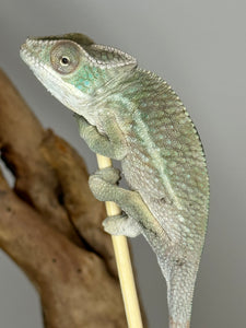 AMBILOBE Panther Chameleon male:(E15)