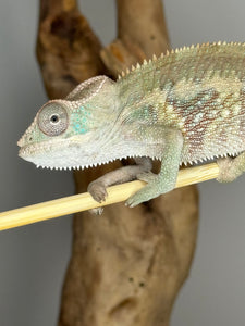 AMBILOBE Panther Chameleon male: (E1)