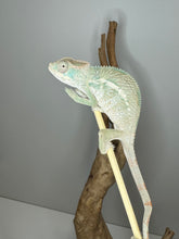 Load image into Gallery viewer, AMBILOBE Panther Chameleon male: (E25)
