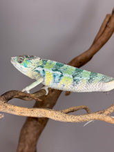 Load image into Gallery viewer, AMBILOBE Panther Chameleon: (E5)
