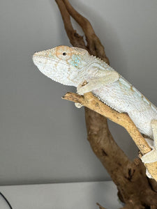 AMBILOBE FEMALE Panther Chameleon: 🚺 (E12)