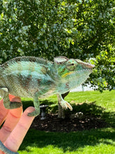 Load image into Gallery viewer, AMBANJA Panther Chameleon: (C4)
