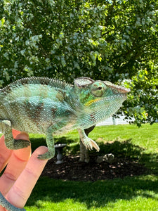 AMBANJA Panther Chameleon: (C4)