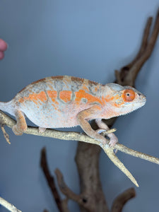 AMBILOBE FEMALE Panther Chameleon: 🚺 (C6)