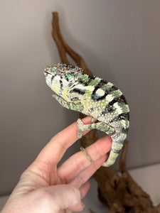 SAMBAVA Panther Chameleon: (E11)