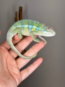 AMBILOBE Panther Chameleon: (E1)