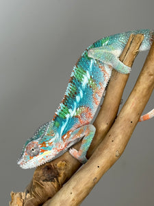 AMBILOBE Panther Chameleon male: (E33)