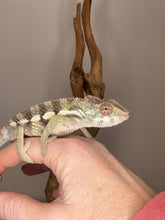 Load image into Gallery viewer, SAMBAVA Panther Chameleon: (E23)
