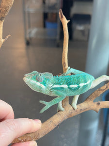 SURPRISE! Panther Chameleon: (E24)