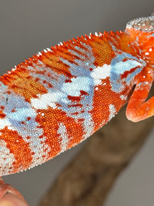 AMILOBE Panther Chameleon: (E34)