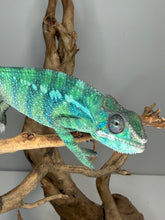 Load image into Gallery viewer, Juvenile Ambilobe Panther Chameleon – Calm &amp; Sweet – Red/Blue Lineage | E7
