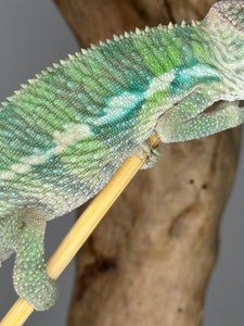 AMBILOBE Panther Chameleon male: (E4)