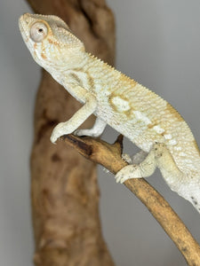 AMBILOBE FEMALE Panther Chameleon: 🚺 (E33)