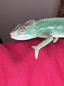 AMBILOBE Panther Chameleon: (E9)