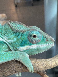 SURPRISE! Panther Chameleon: (E24)