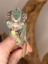 Load image into Gallery viewer, AMBILOBE Panther Chameleon: (E23)
