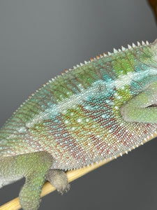 AMBILOBE Panther Chameleon male: (E1)