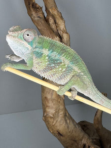 AMBILOBE Panther Chameleon male: (E1)