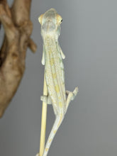 Load image into Gallery viewer, NOSY BE FEMALE Panther Chameleon: Neptune x Marina 🚺 (S2)
