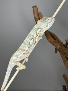 AMBANJA  FEMALE Panther Chameleon: 🚺 (R1)