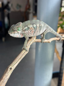 AMBILOBE Panther Chameleon: (E7)