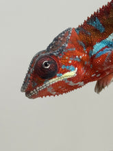 Load image into Gallery viewer, AMBILOBE Panther Chameleon: (E16)
