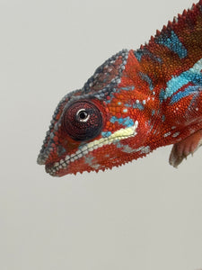 AMBILOBE Panther Chameleon: (E16)