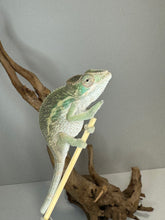 Load image into Gallery viewer, AMBILOBE Panther Chameleon male:(E15)
