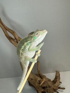 AMBILOBE Panther Chameleon male:(E15)