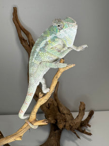 SAMBAVA Panther Chameleon: (E23)