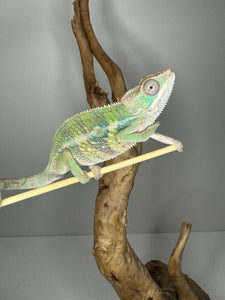 AMBILOBE Panther Chameleon male: (E1)