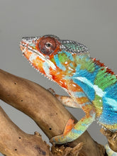 Load image into Gallery viewer, AMBILOBE Panther Chameleon: (J1)
