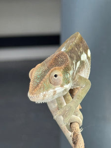 AMBILOBE FEMALE Panther Chameleon: 🚺 (E33)