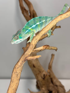 SAMBAVA Panther Chameleon: (E19)