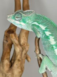 AMBILOBE Panther Chameleon: (E3)