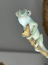 Load image into Gallery viewer, AMBILOBE Panther Chameleon: (E22)
