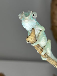 AMBILOBE Panther Chameleon: (E22)